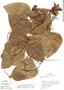 Aristolochia guentheri image