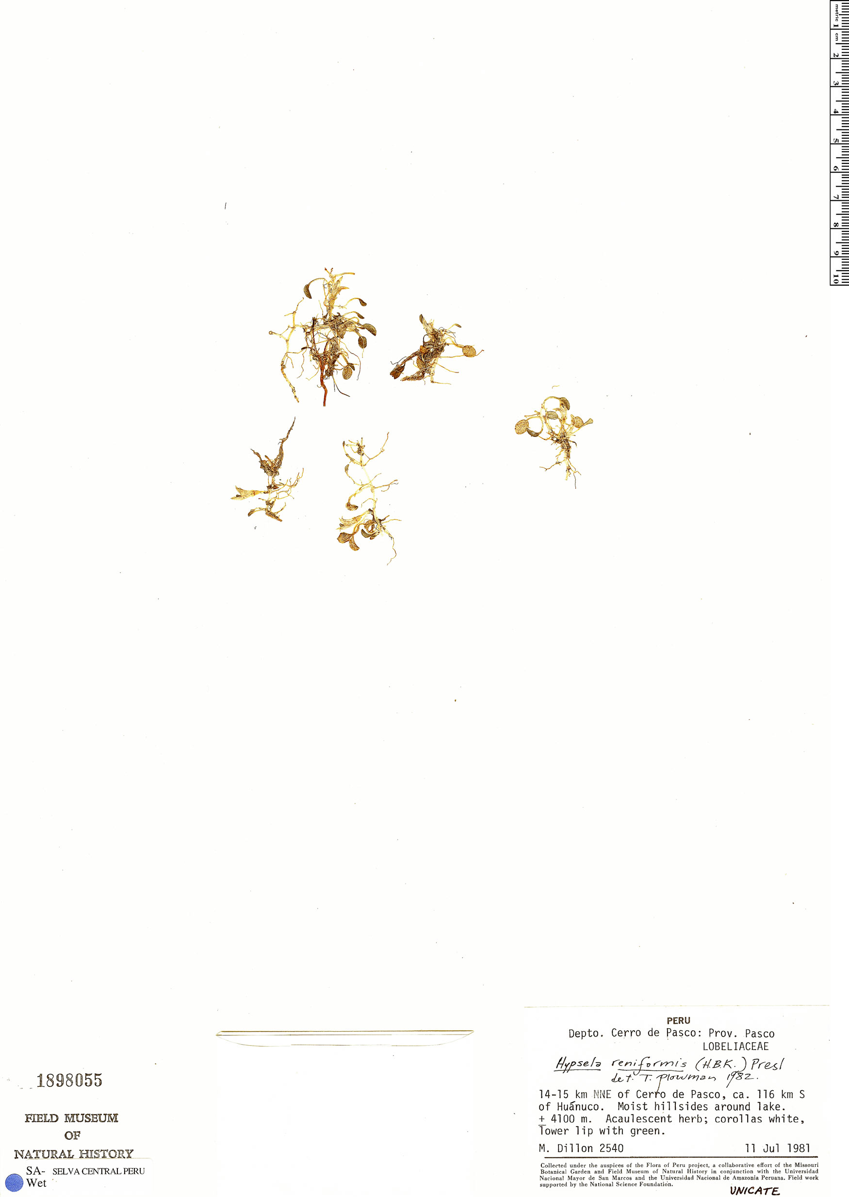 Lobelia oligophylla image