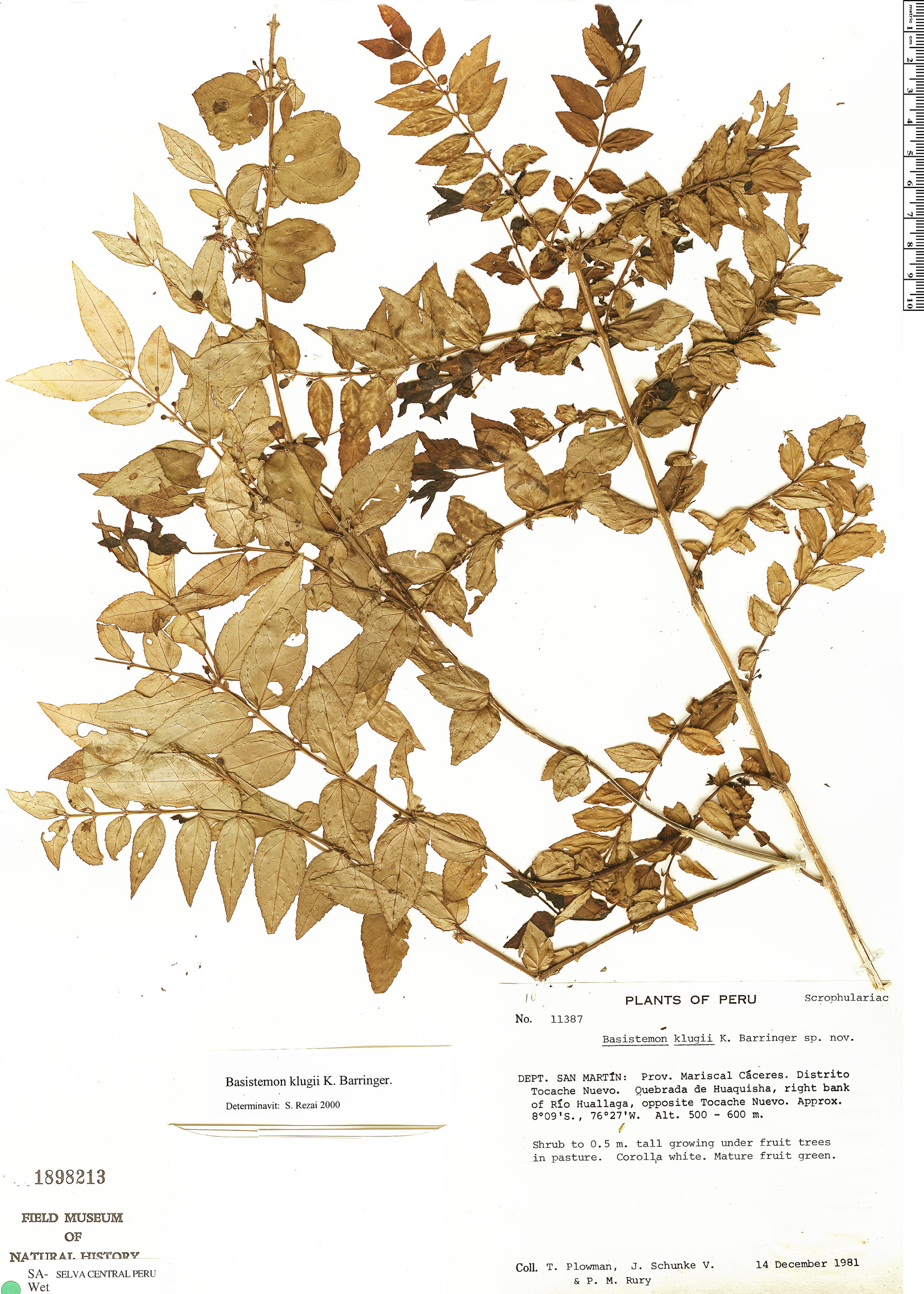 Basistemon klugii image
