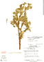 Polylepis racemosa image