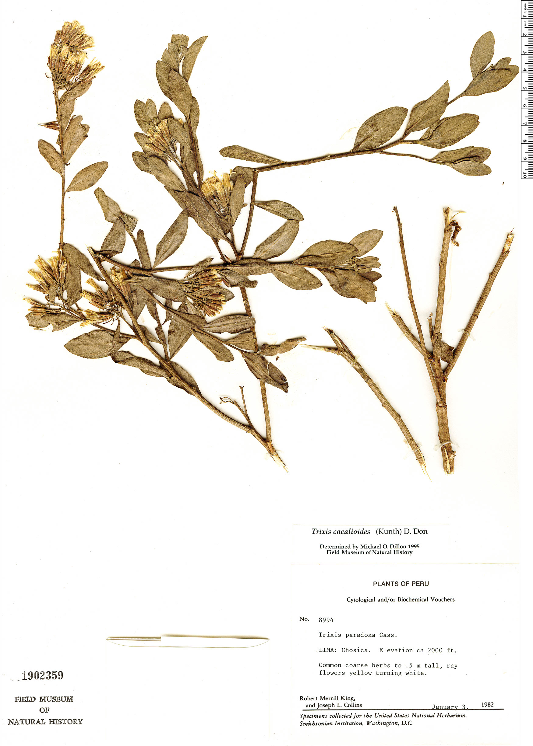Trixis cacalioides image