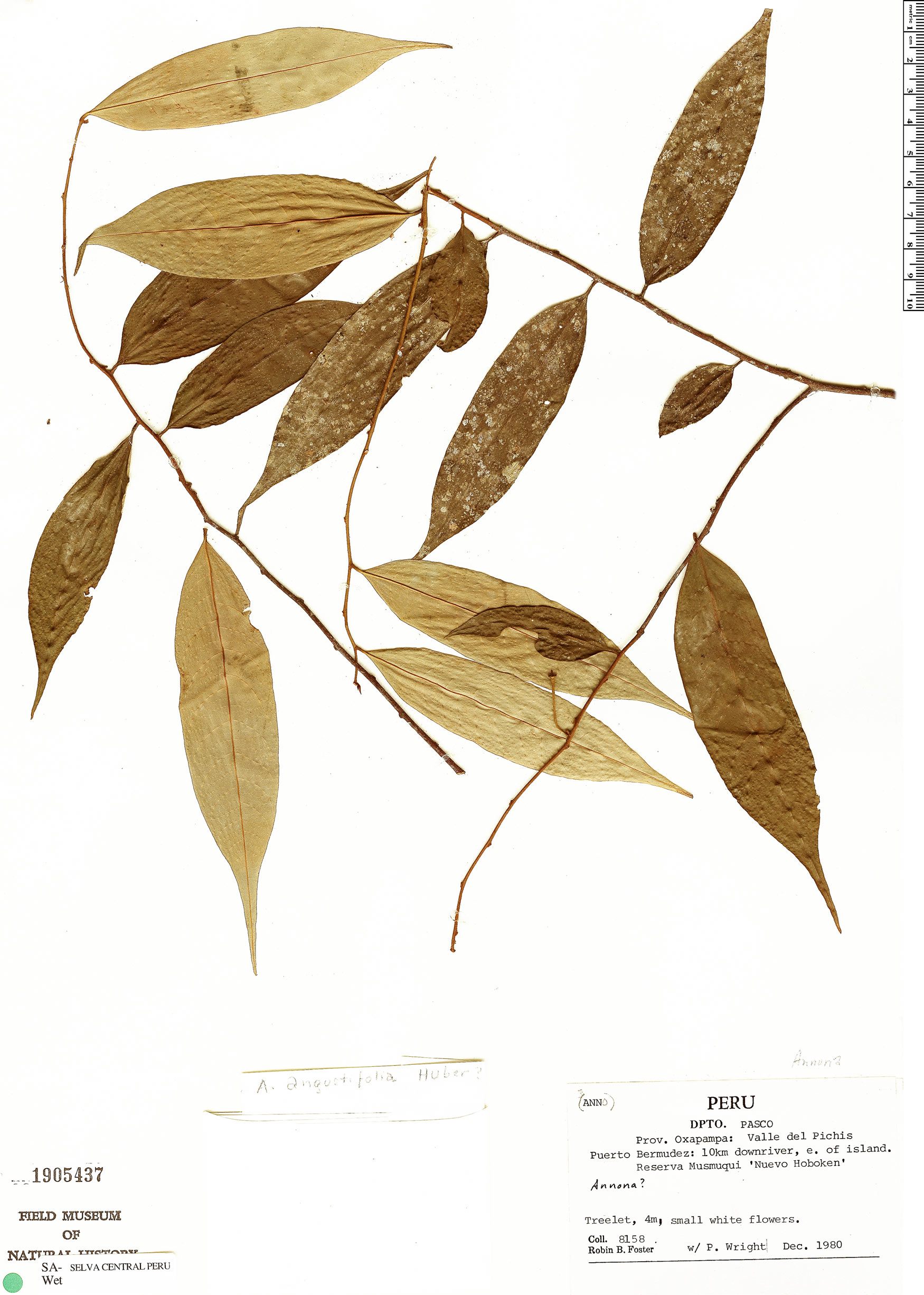 Annona angustifolia image