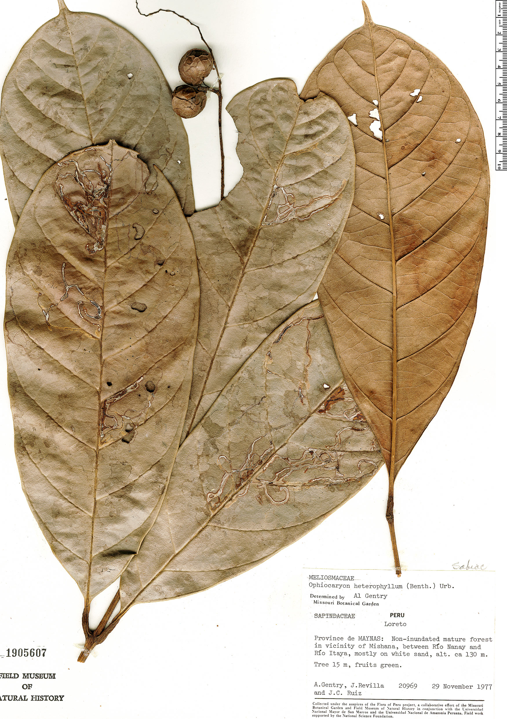 Ophiocaryon heterophyllum image