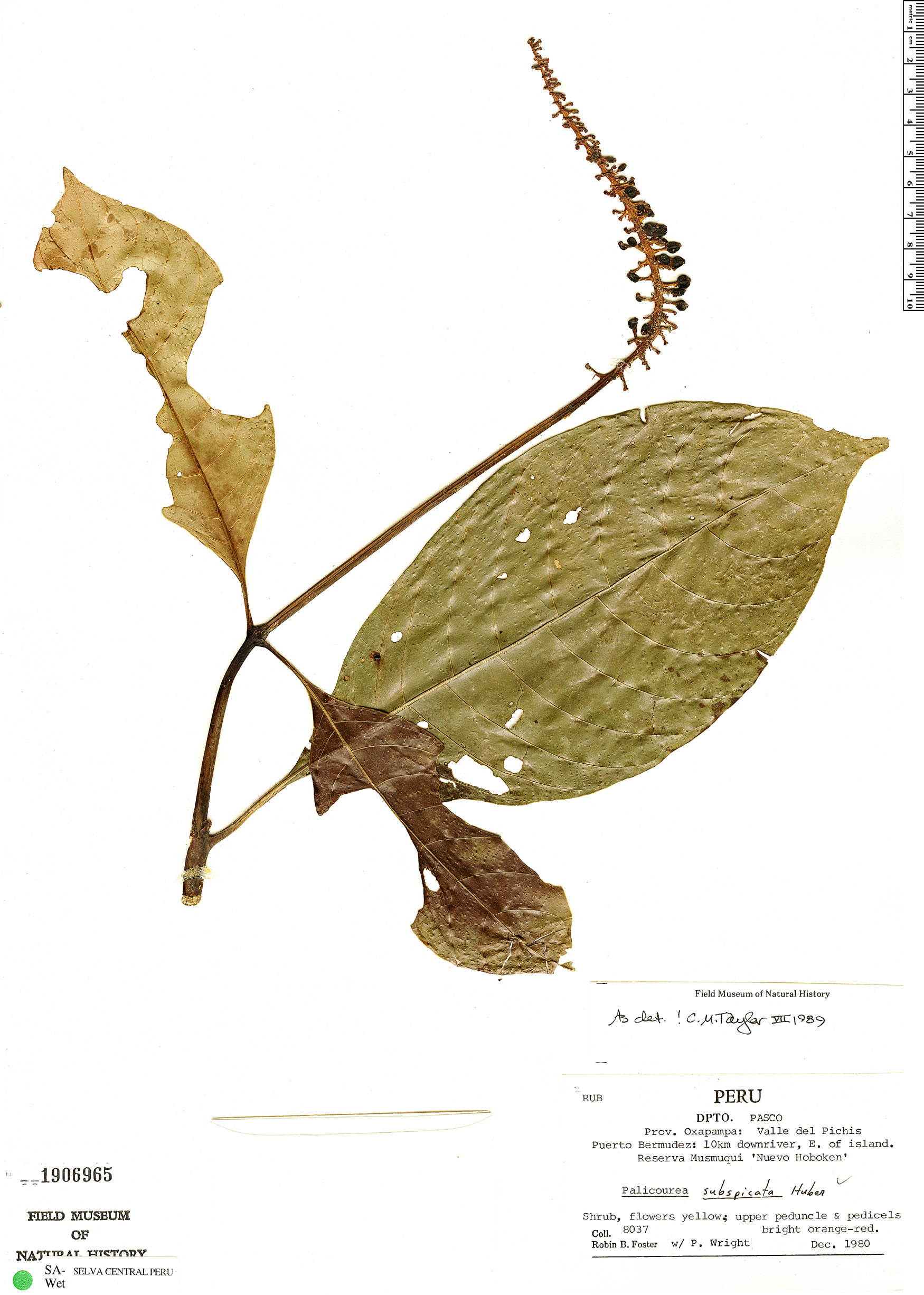 Palicourea subspicata image