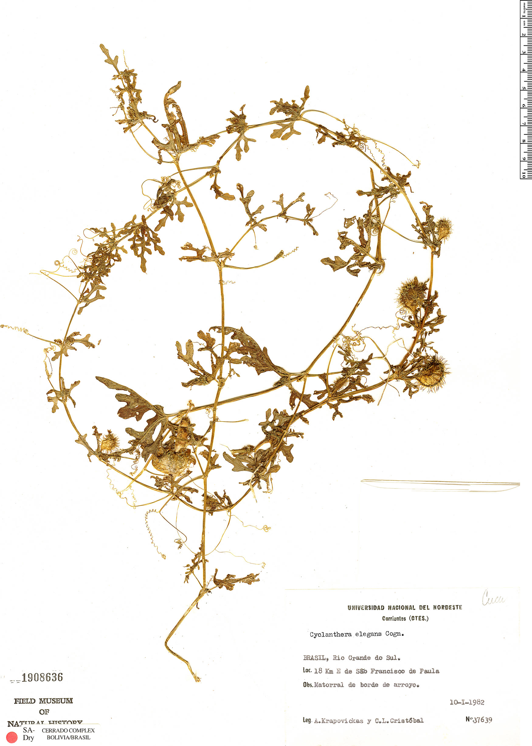 Cyclanthera tenuisepala image