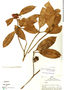 Tovomita calophyllophylla image