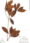 Cordiera myrciifolia var. peruviana image