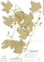 Cayaponia podantha image