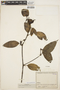 Piper prunifolium image