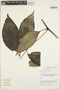 Piper prunifolium image