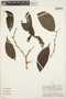 Piper pseudoarboreum image
