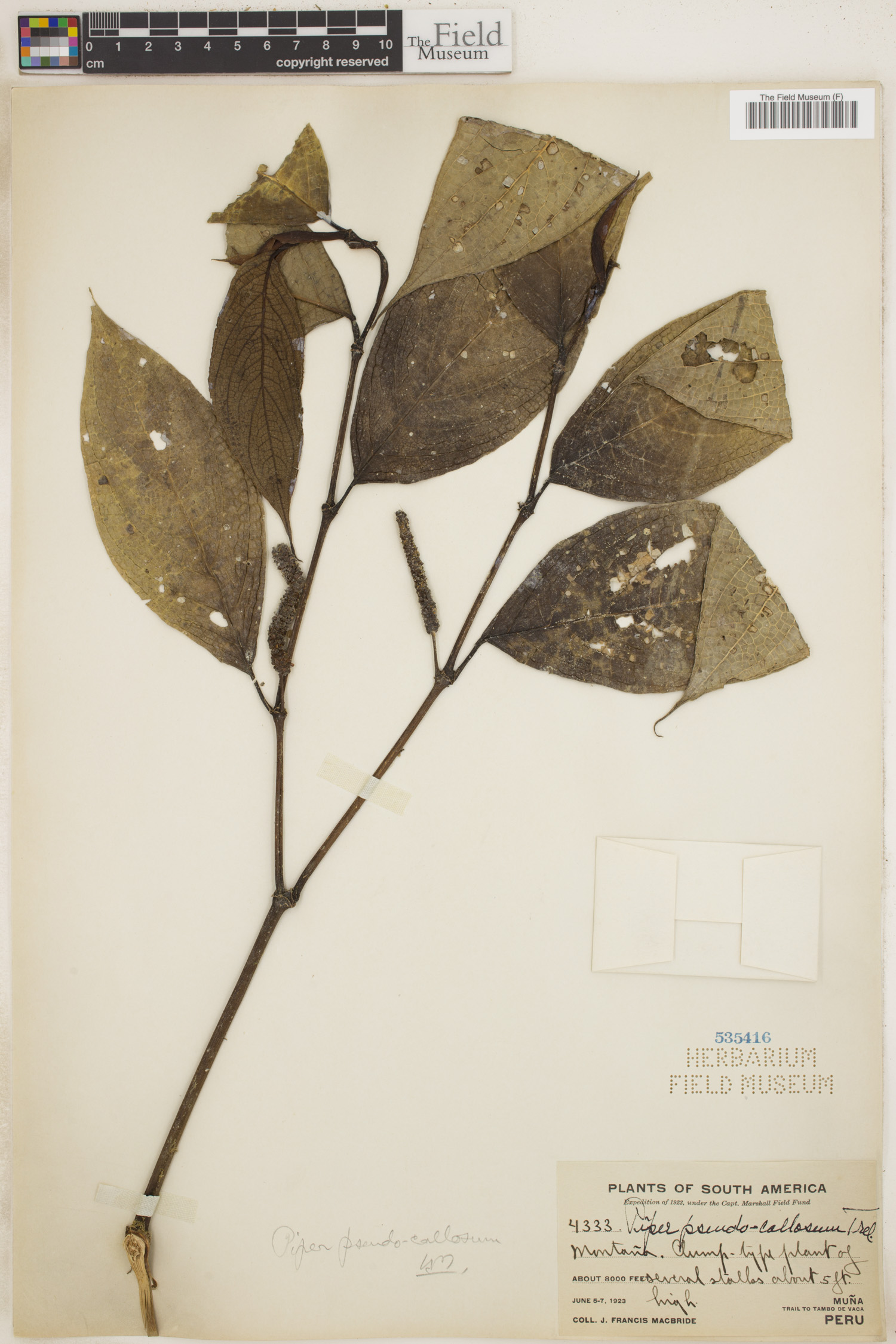 Piper pseudocallosum image