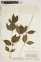 Peperomia rhexiifolia image