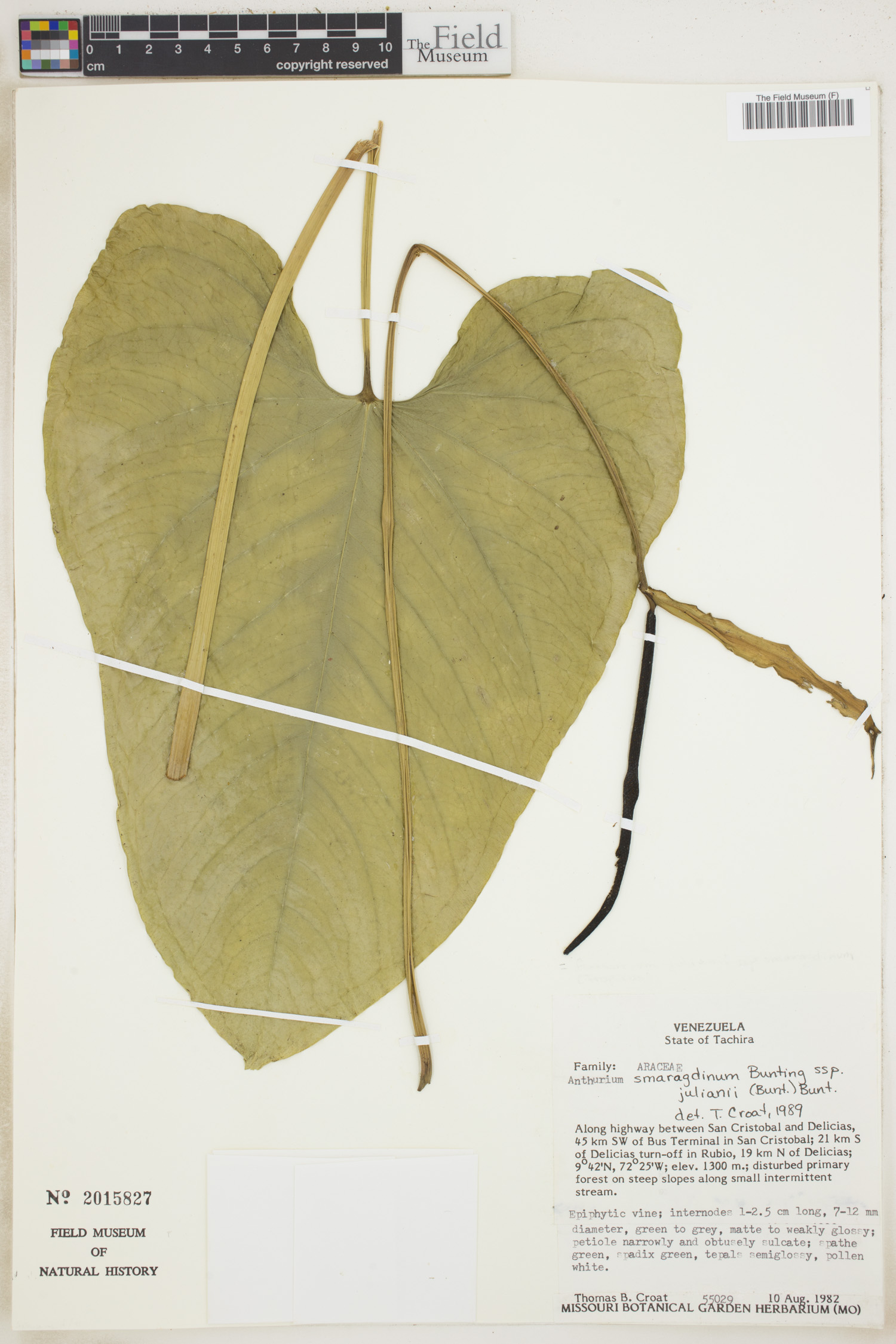 Anthurium smaragdinum image