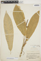 Anthurium subcarinatum image