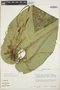 Anthurium versicolor image