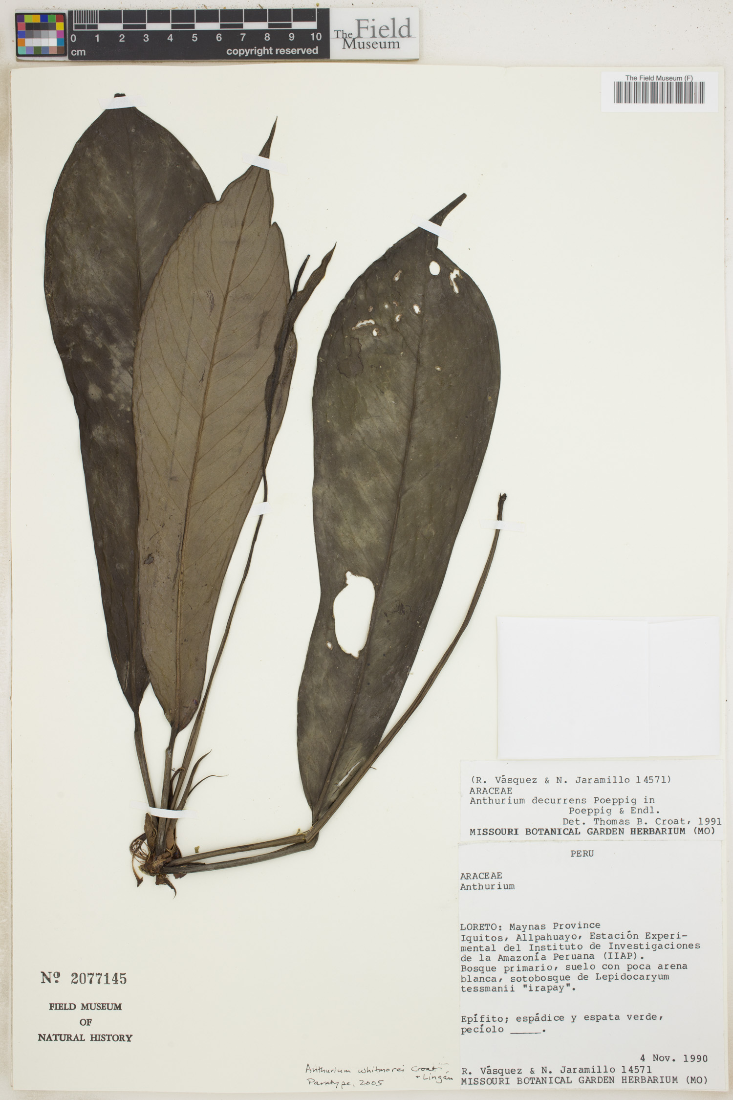 Anthurium whitmorei image