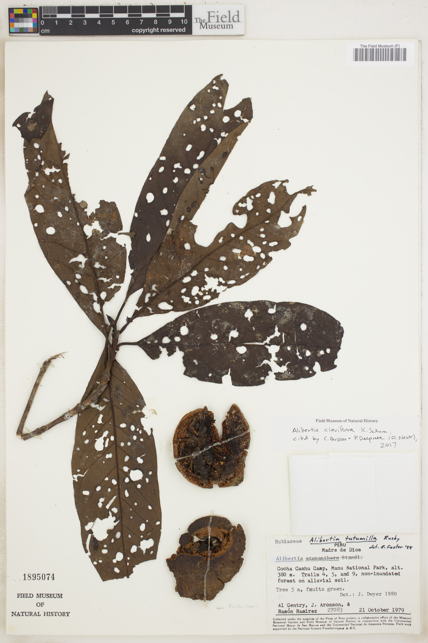 Alibertia claviflora image