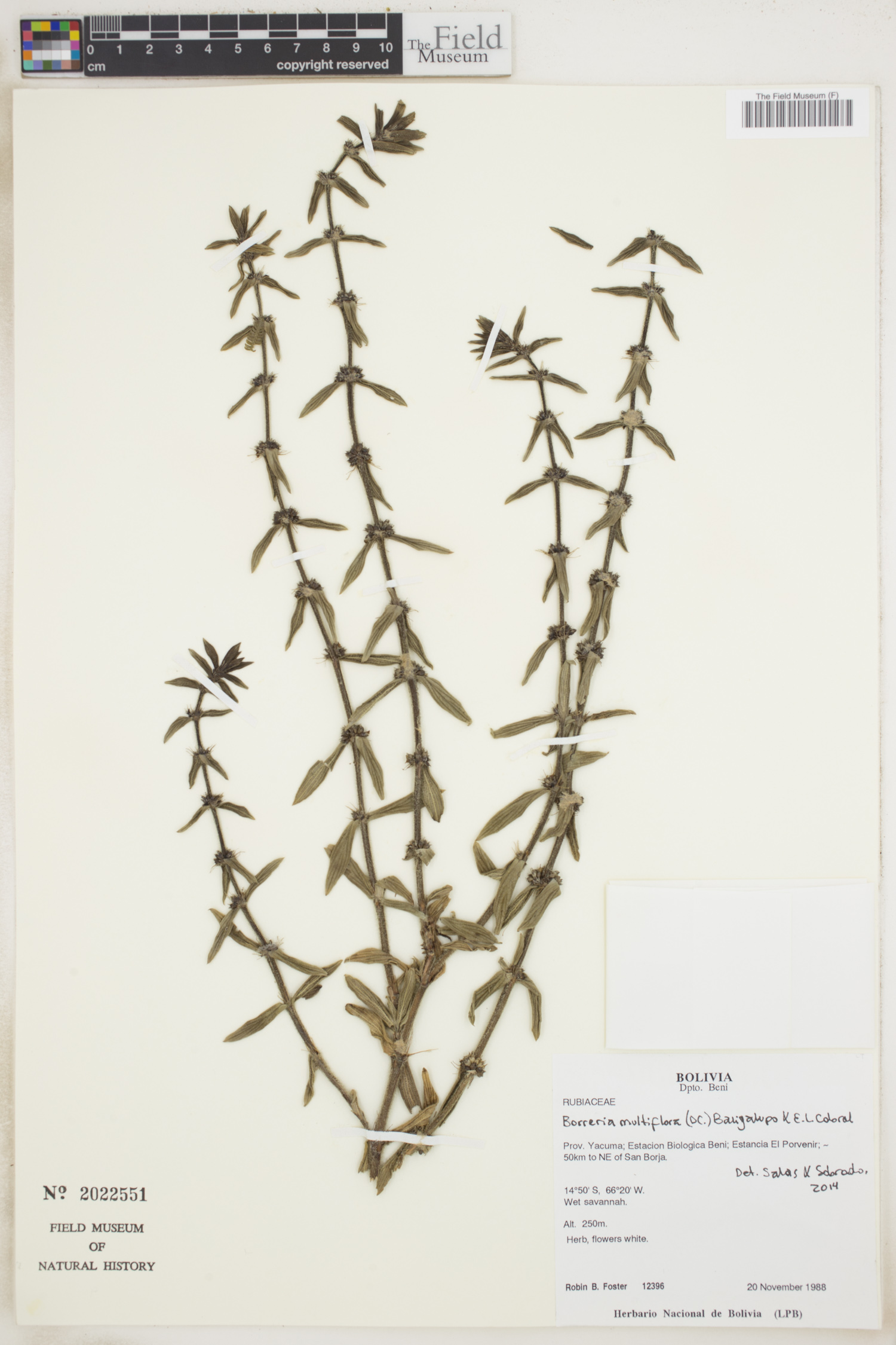 Borreria multiflora image