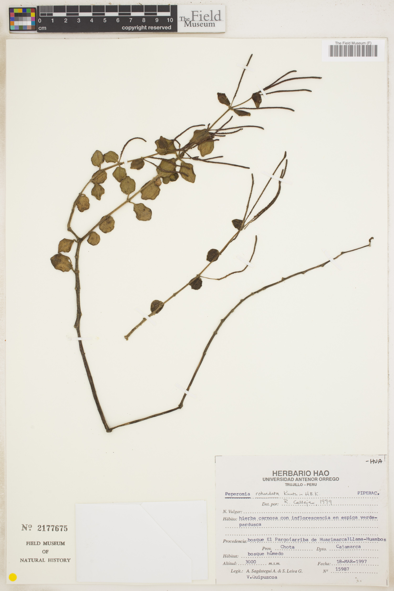 Peperomia rotundata image