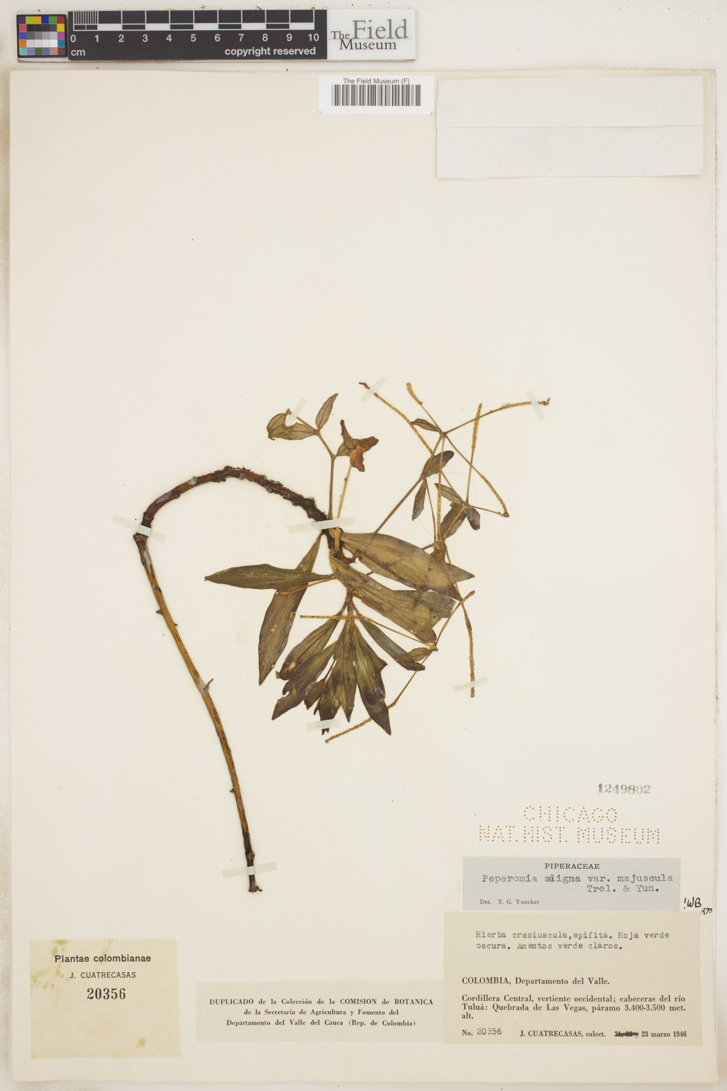 Peperomia saligna image