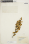 Berberis ilicifolia image