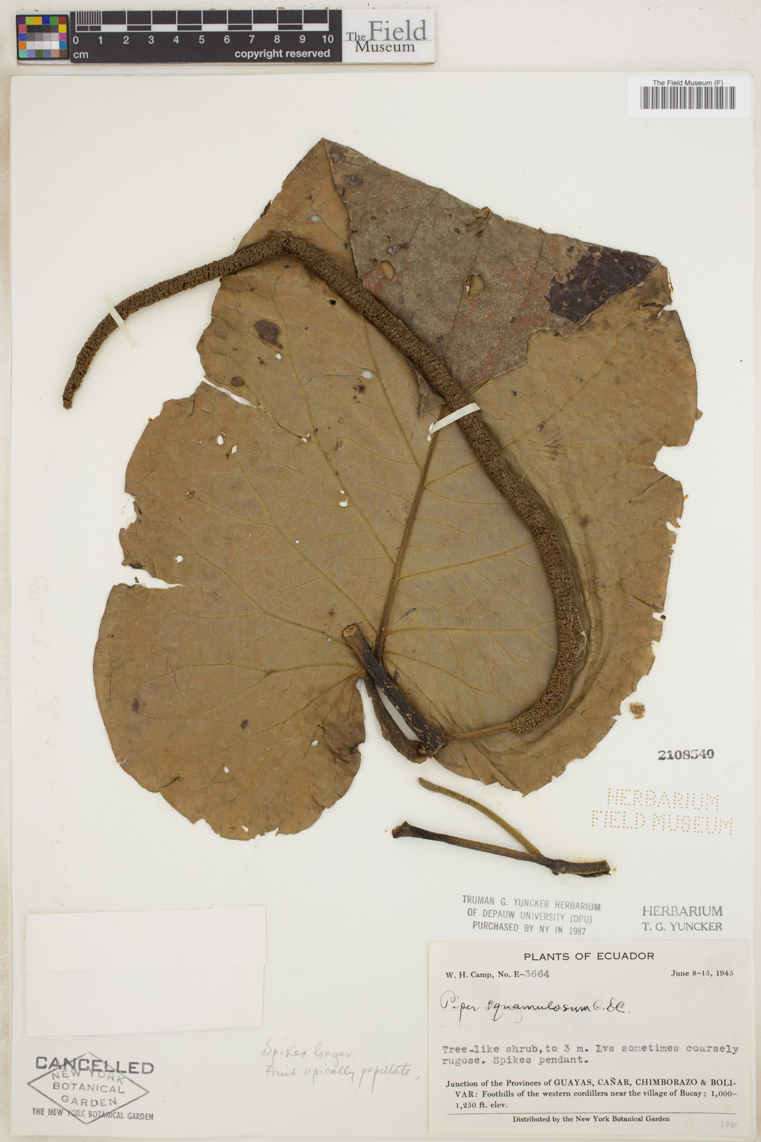 Piper squamulosum image
