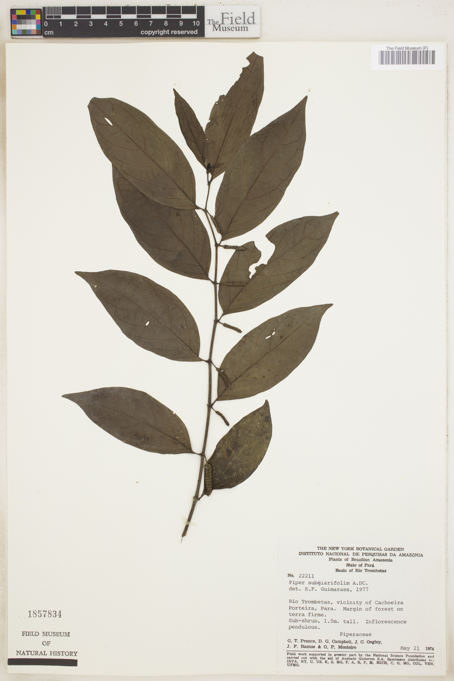 Piper subglabrifolium image