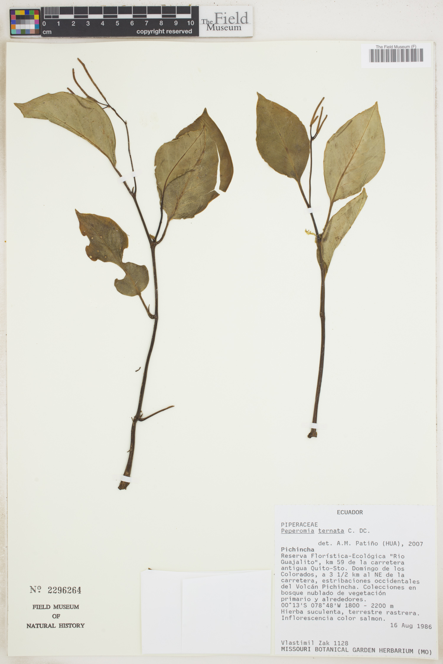 Peperomia ternata image