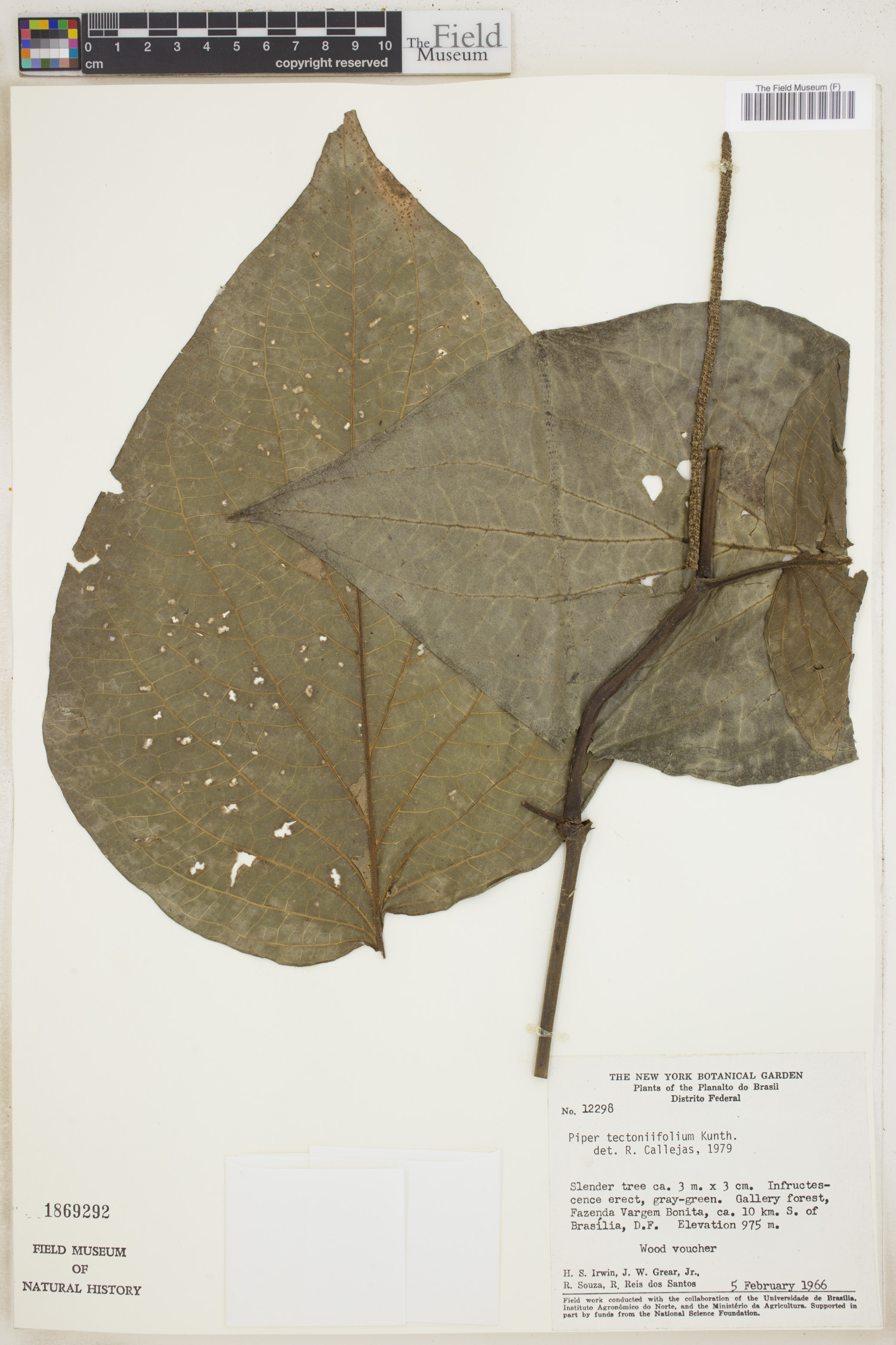 Piper tectoniifolium image