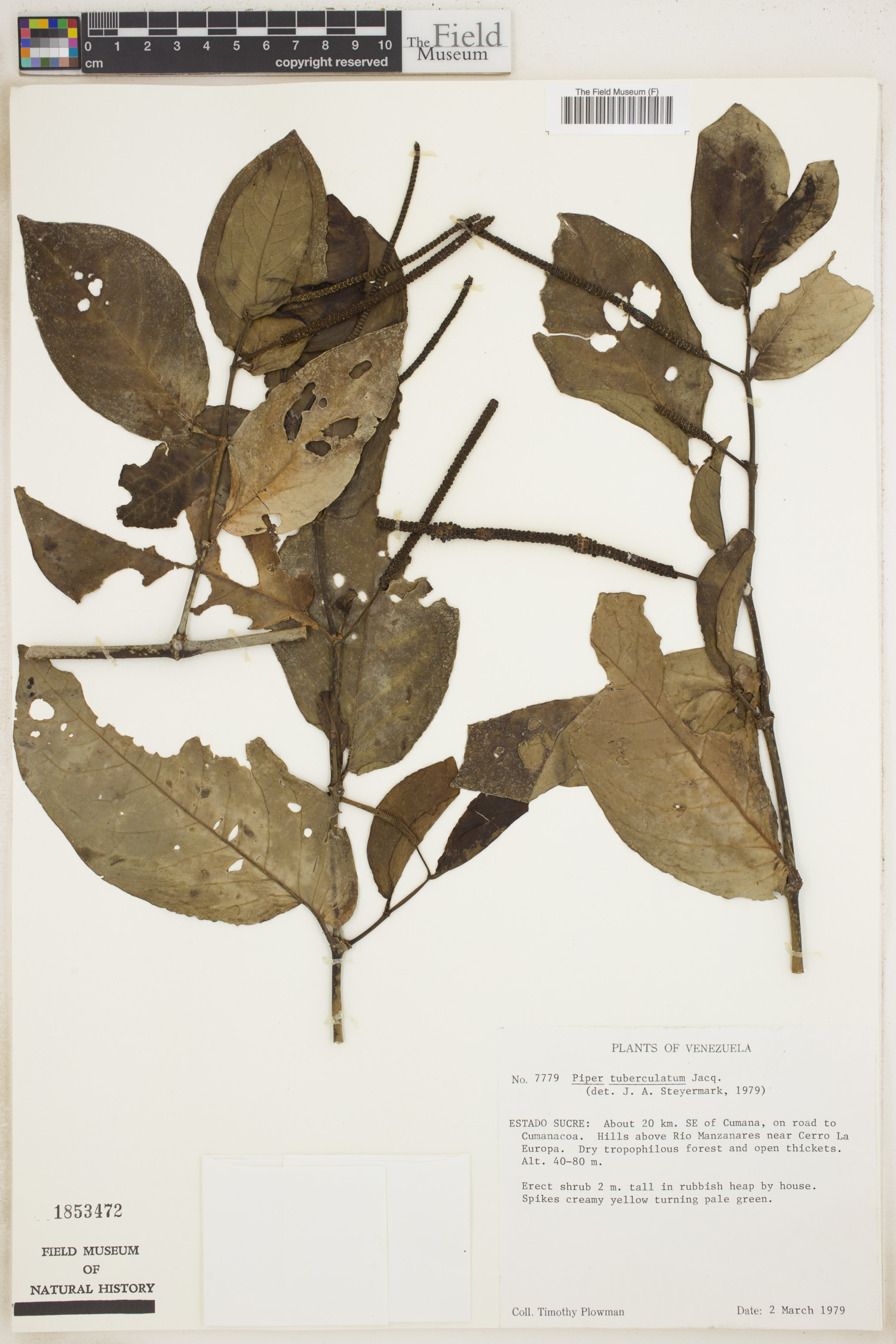 Piper tuberculatum image