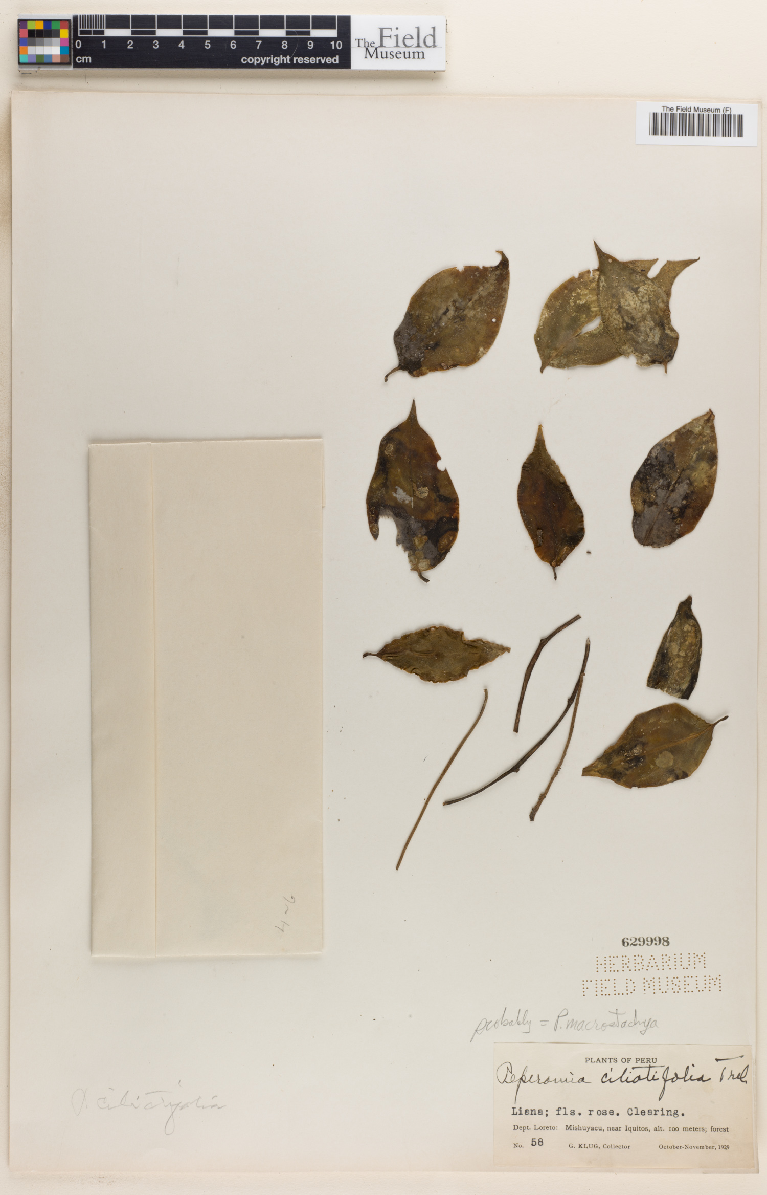 Peperomia ciliatifolia image