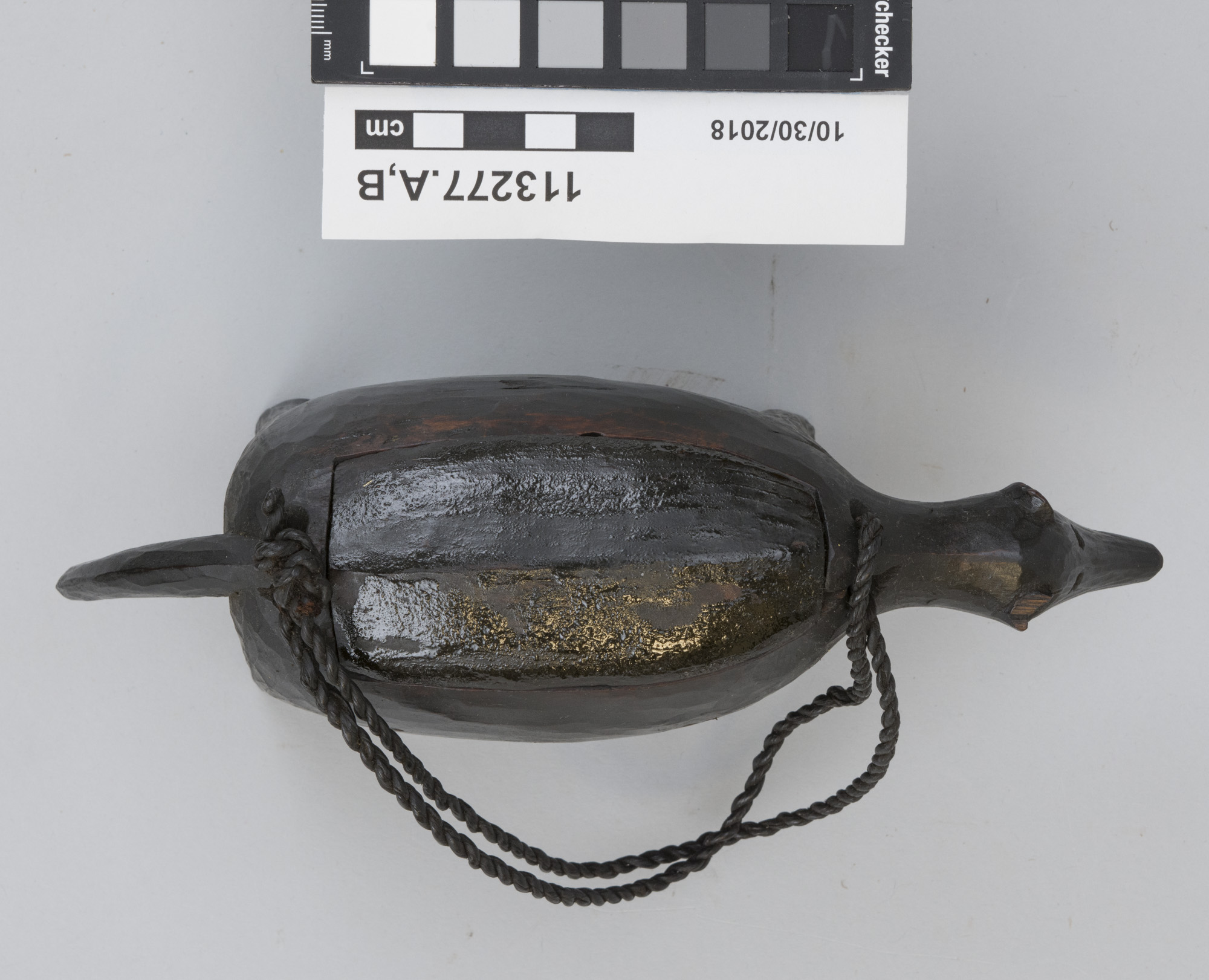 .A,B: top (c) Field Museum of Natural History - CC BY-NC 4.0