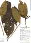 Sphinctanthus maculatus image