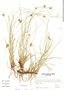 Carex sororia image
