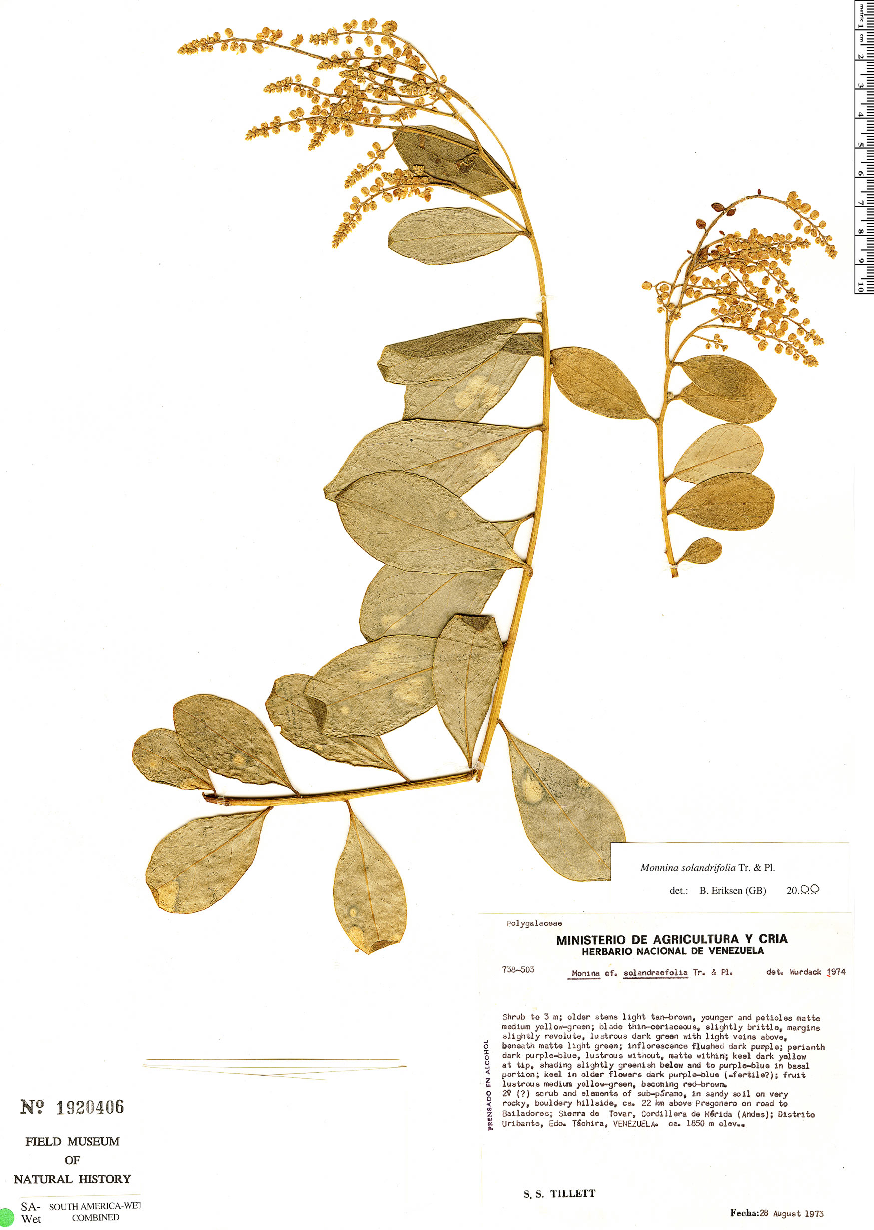 Monnina solandrifolia image