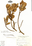 Myrsine sessiliflora image
