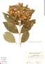 Bronwenia cornifolia var. maracaybensis image