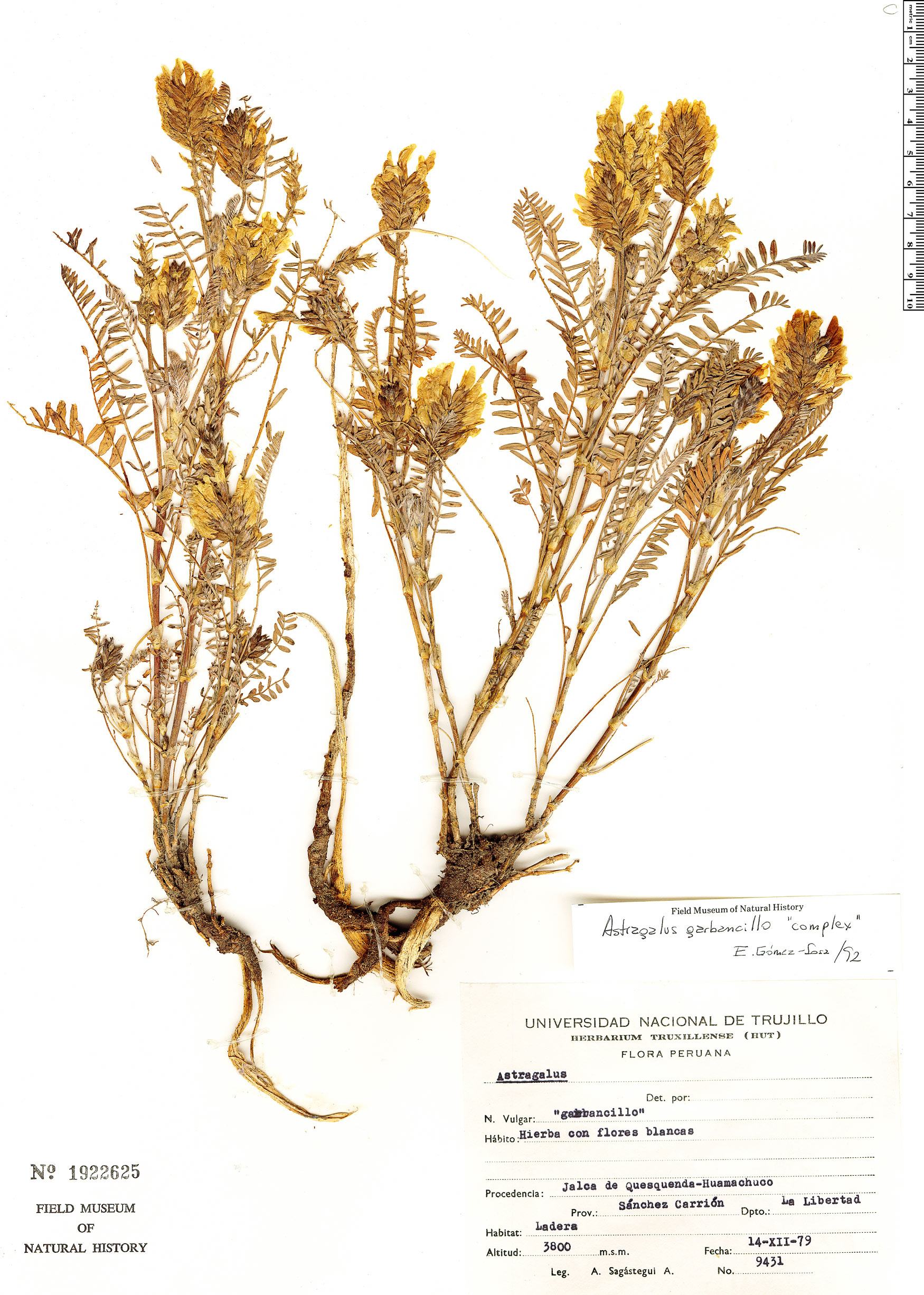 Astragalus garbancillo image