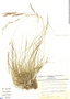 Nassella pubiflora image