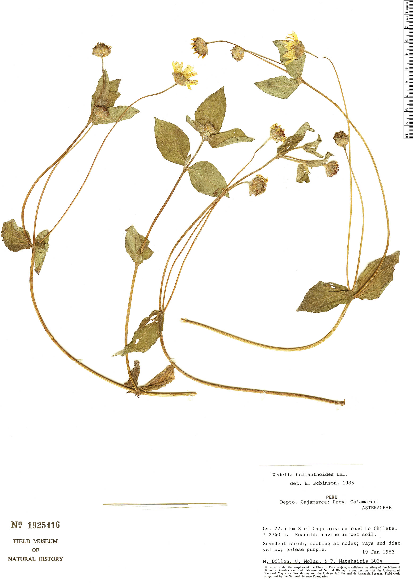 Wedelia helianthoides image