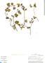 Calceolaria lobata image