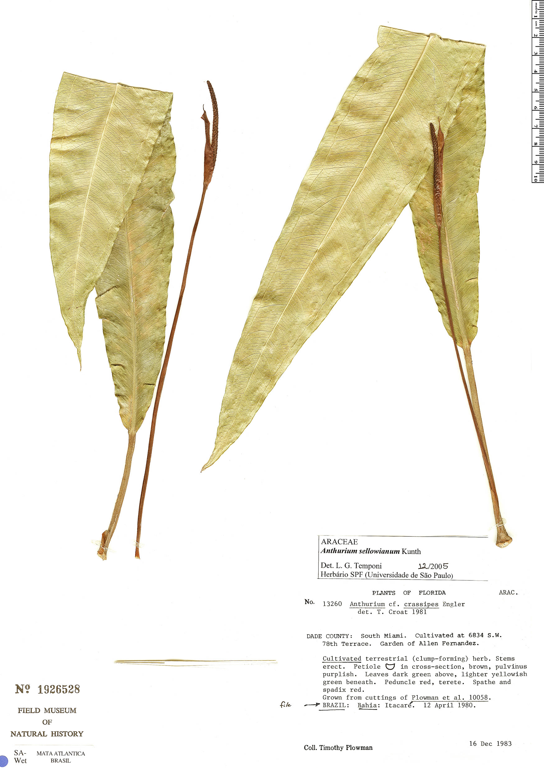 Anthurium sellowianum image