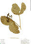Coussarea hydrangeifolia image