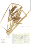 Carex chordalis image