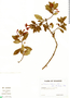 Fuchsia loxensis image