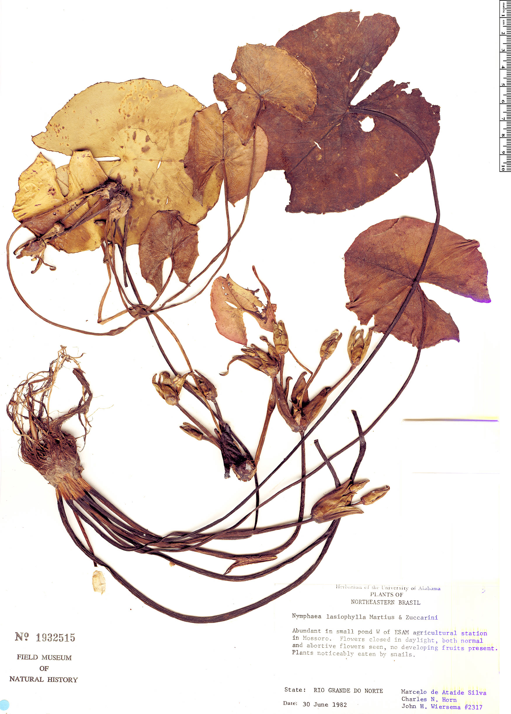 Nymphaea lasiophylla image