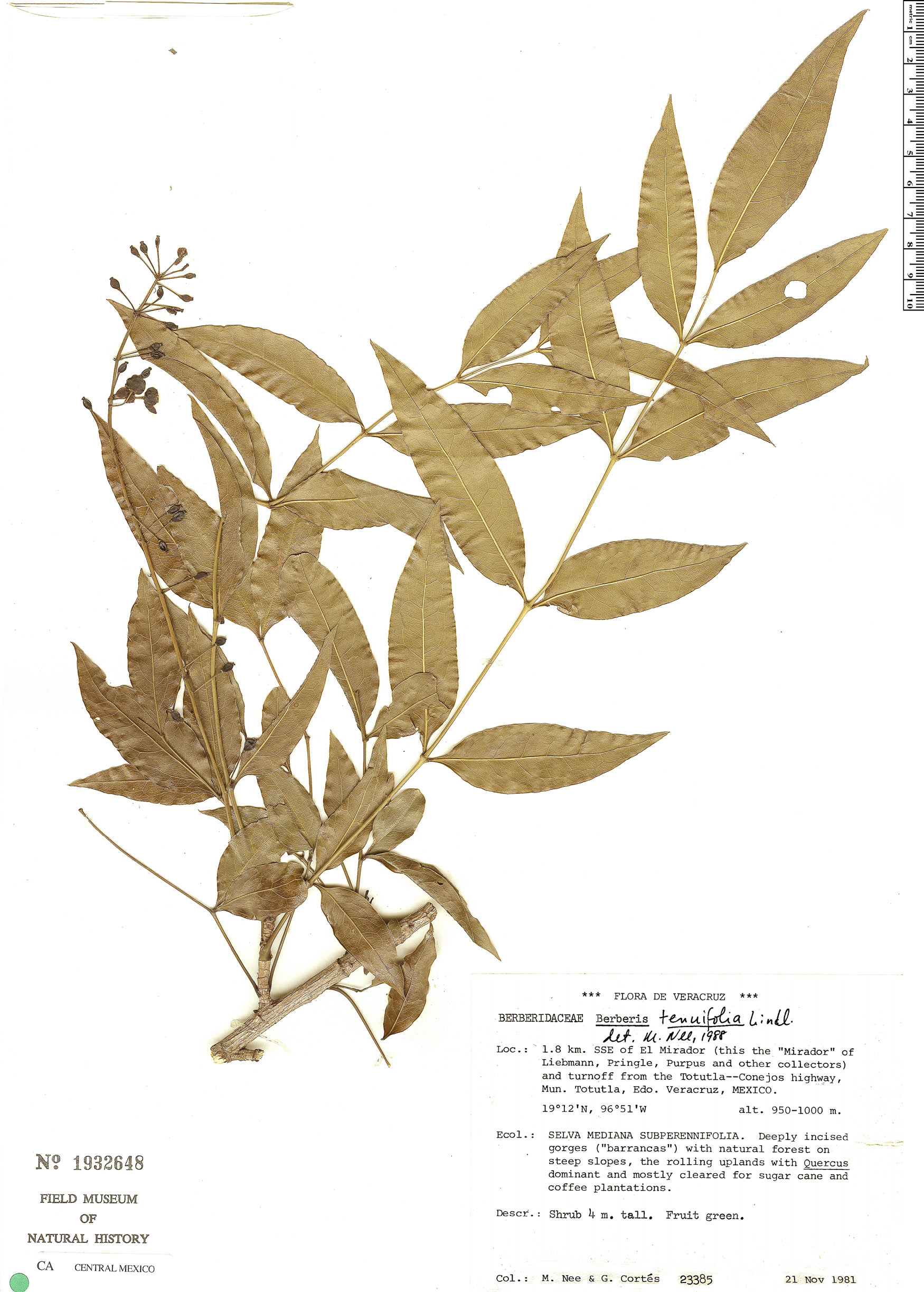 Berberis tenuifolia image