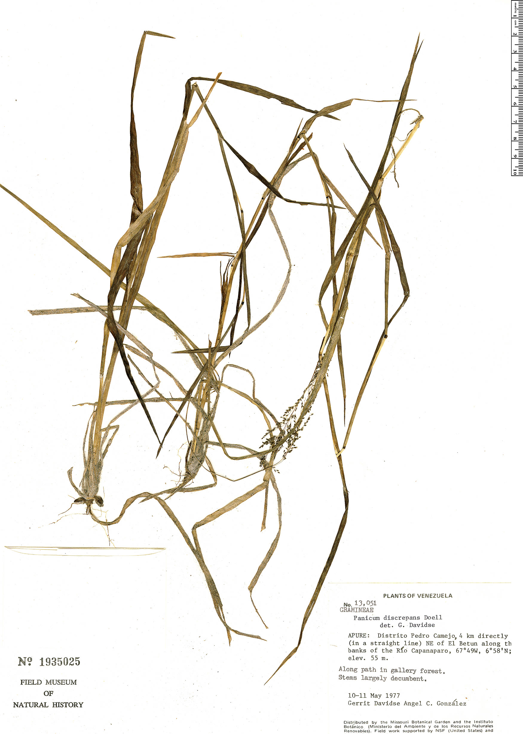 Cyphonanthus discrepans image