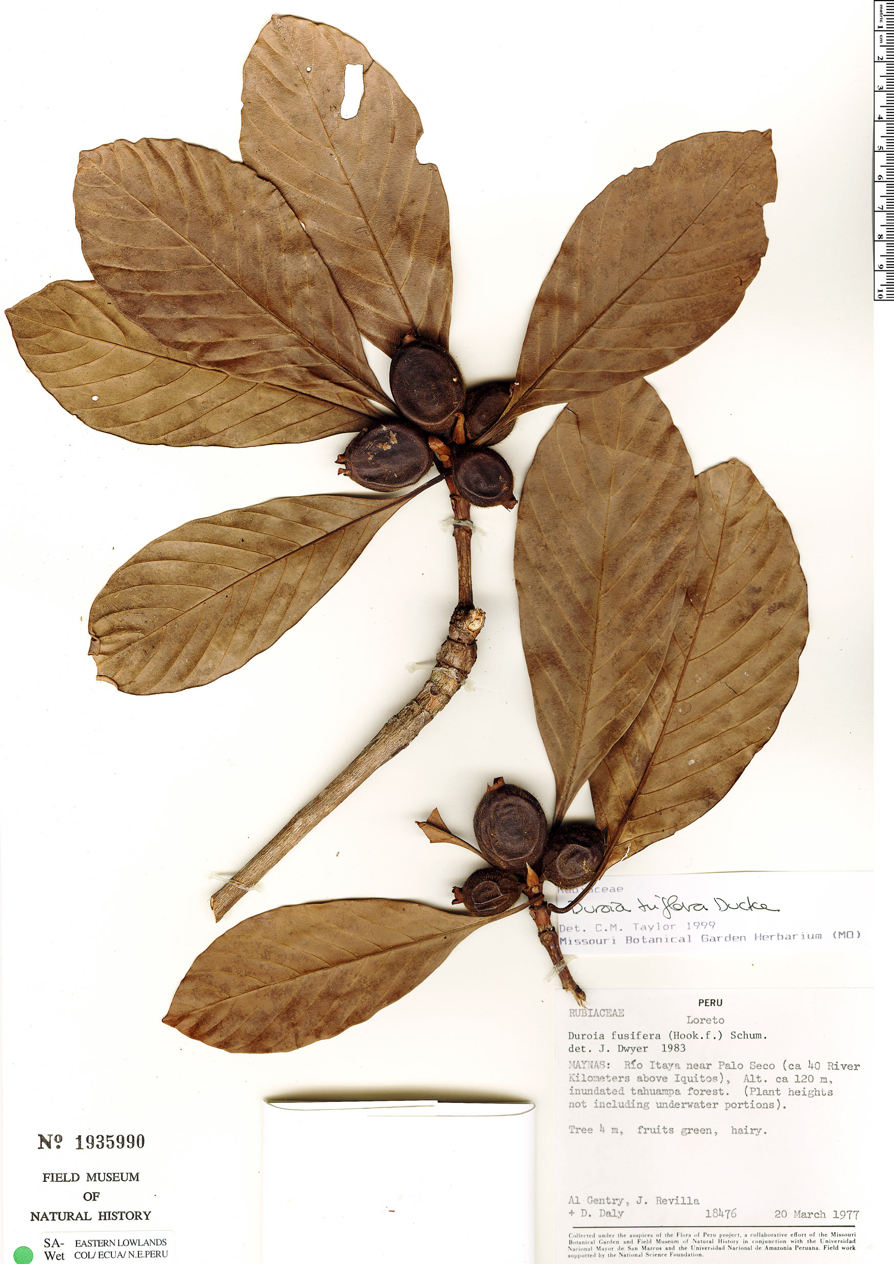 Duroia triflora image